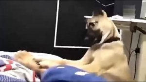 Всячинки