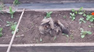 ✅️Говорю и показываю.Люся явилась, не запылилась.