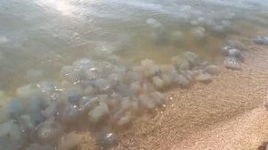 Медузы захватили побережье Азовского моря. обстановка на пляжах в станице Должанская на 06.08.2026.