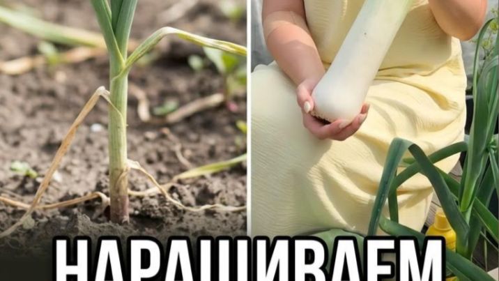 Подкормка лука порея в августе - наращиваем толстый ствол