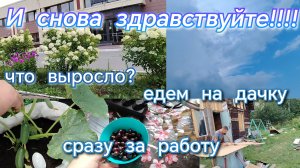 И снова здравствуйте//едем на дачу//что выросло//сразу за работу