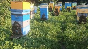 Продам пасеку