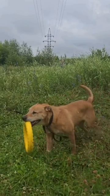 Яшма в поисках дома❤️