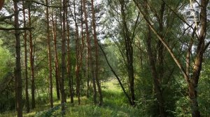 Красота родной природы. Рубрика «Картинка дня»