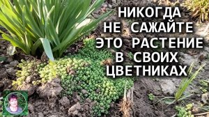 Очиток шестирядный в цветнике: украшение или опасный агрессор для растений