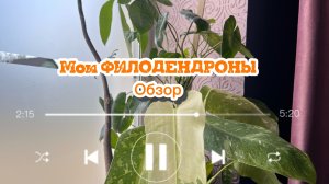 Обзор моих филодендронов.