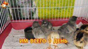 5 суточных цыплят учатся кушать и пить перед переездом в новый дом (4)