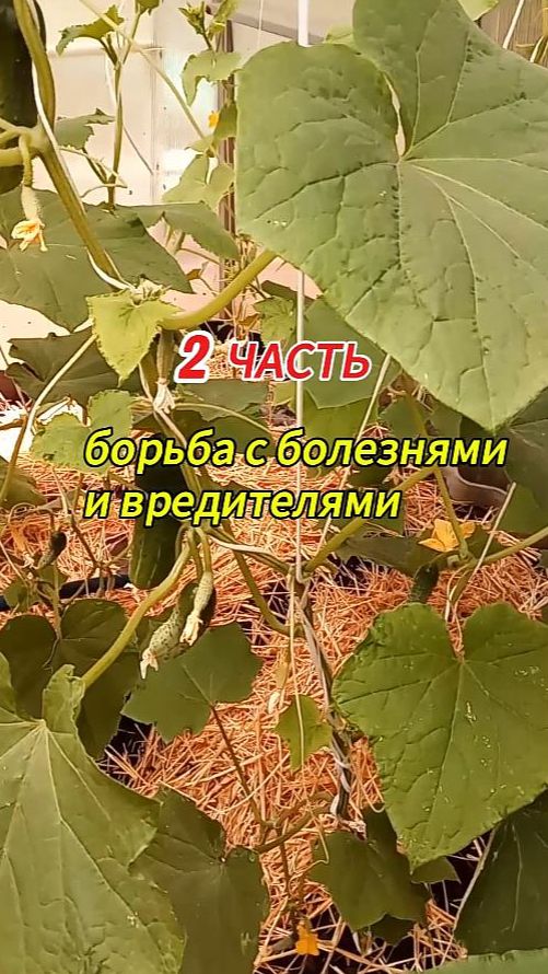 2. Работы в теплице в июле - августе. 2 часть
