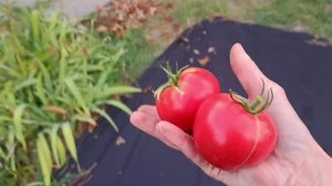 Огородные дела! Вот это кукуруза!😃😃😃