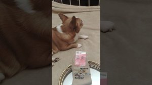 Мои Покупочки & Луша 😍🥰🐶/6 августа 2026г./