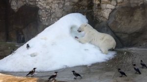 🐻❄️ У Айки из Московского зоопарка есть снежная горка круглый год.