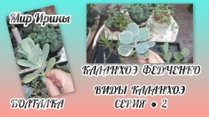 КАЛАНХОЭ  ФЕДЧЕНКО| ВИДЫ КАЛАНХОЭ ●СЕРИЯ  ● 2 ●  БОЛТАЛКА ●