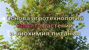 Защита растений и биохимия питания