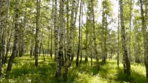«ТЫ БЕРЁЗОНЬКА». Автор слов Л. Рябинина. Музыка и вокал И. Майоров. Видеомонтаж Н. Решетников.