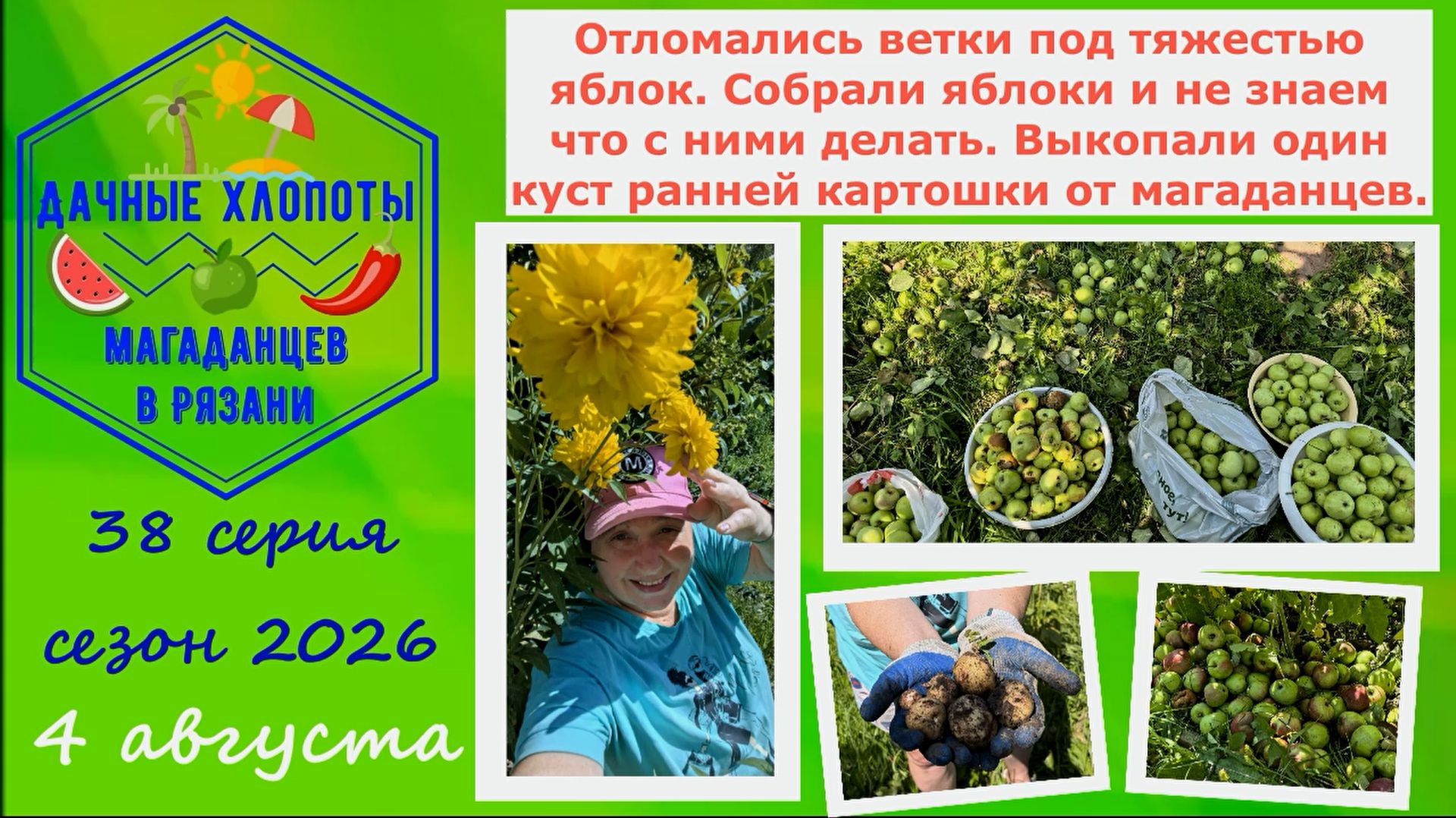 Отломались ветки под тяжестью яблок.Что делать с яблоками?Выкопали первую раннюю картошку