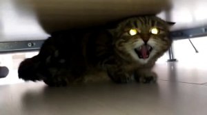 надо опасаться животных.