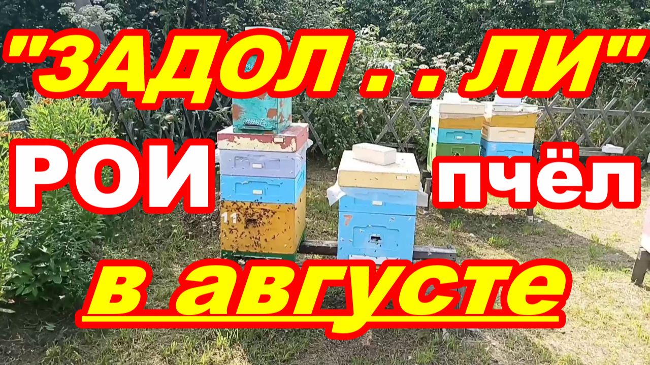 Задолбали РОИ ПЧЁЛ в АВГУСТЕ ! Снимаем второй рой в августе ! Как снять рой пчёл и посадить в улей