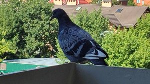 Поселились голуби на балконе