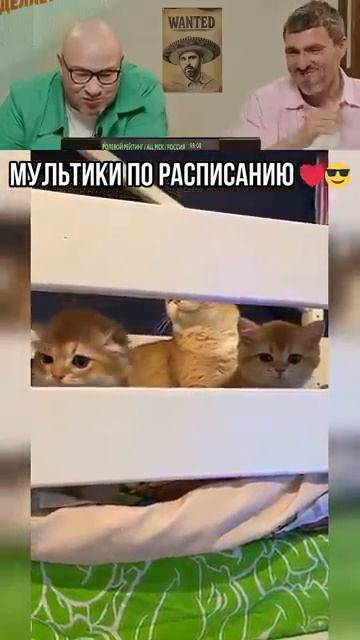 Котята подсели на мультики shorts