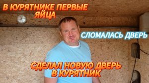 ПОЯВИЛИСЬ ПЕРВЫЕ ЯЙЦА В КУРЯТНИКЕ