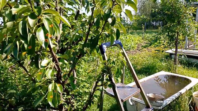 Увидели куропаток ,едем отдыхать на огород,работаем дома , гуляем