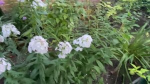 06-08-2026. Флоксы радуют, много мороженого и новая сумка.
