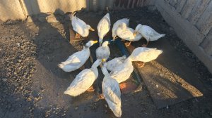 Домашнее содержание уток Всегда должна быть вода у уток Правильное кормление уток перед забоем