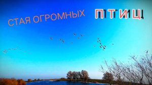 СТАЯ ОГРОМНЫХ ПТИЦ❤️СЛУЧАЙ на РЫБАЛКЕ!! 🎣