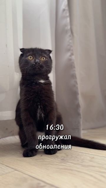 распорядок дня котенка