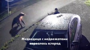 Медведица с медвежатами ворвалась в город