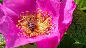 Розовое утро четверга ☀️ 🐝
