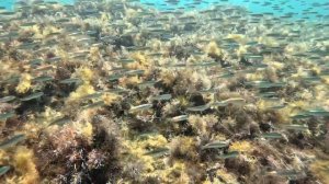 Ландшафты подводного мира на Тургеневском спуске в Анапе, кристально чистая вода