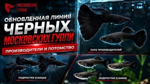 Обновленная линия Черных Московских гуппи | Показ производителей и потомства