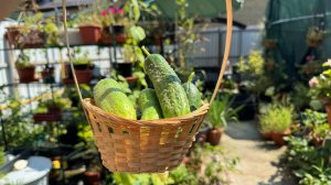 Закусочные огурчики - хороший вариант на скорую руку.