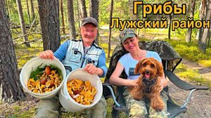 Открыли сезон грибов, погуляли по лесу и собрали на жарёху. Лужский район