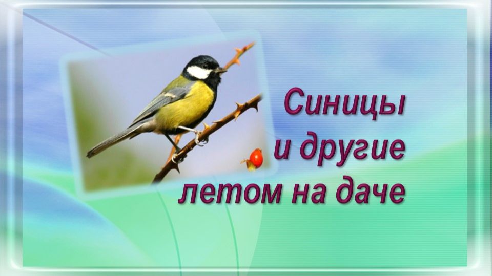 Синицы и другие летом на даче