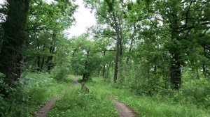 прогулка в лесу серия 72