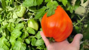 Поспели мои гиганты 🍅💃💃💃
