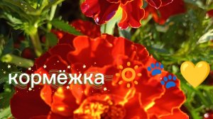 КОРМЁЖКА МАРСИКА🔅💛🐾/ он такой милий🥹🫧