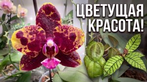 ПОЧЕМУ я люблю орхидеи и хойи: визуальный ОБЗОР, сорта и названия