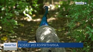 Павлин сбежал из птичника в дендрарии и гулял по лесополосе в Краснодаре