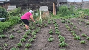 пока прохладно, я в огороде делаю чистку/ собрала огурцы