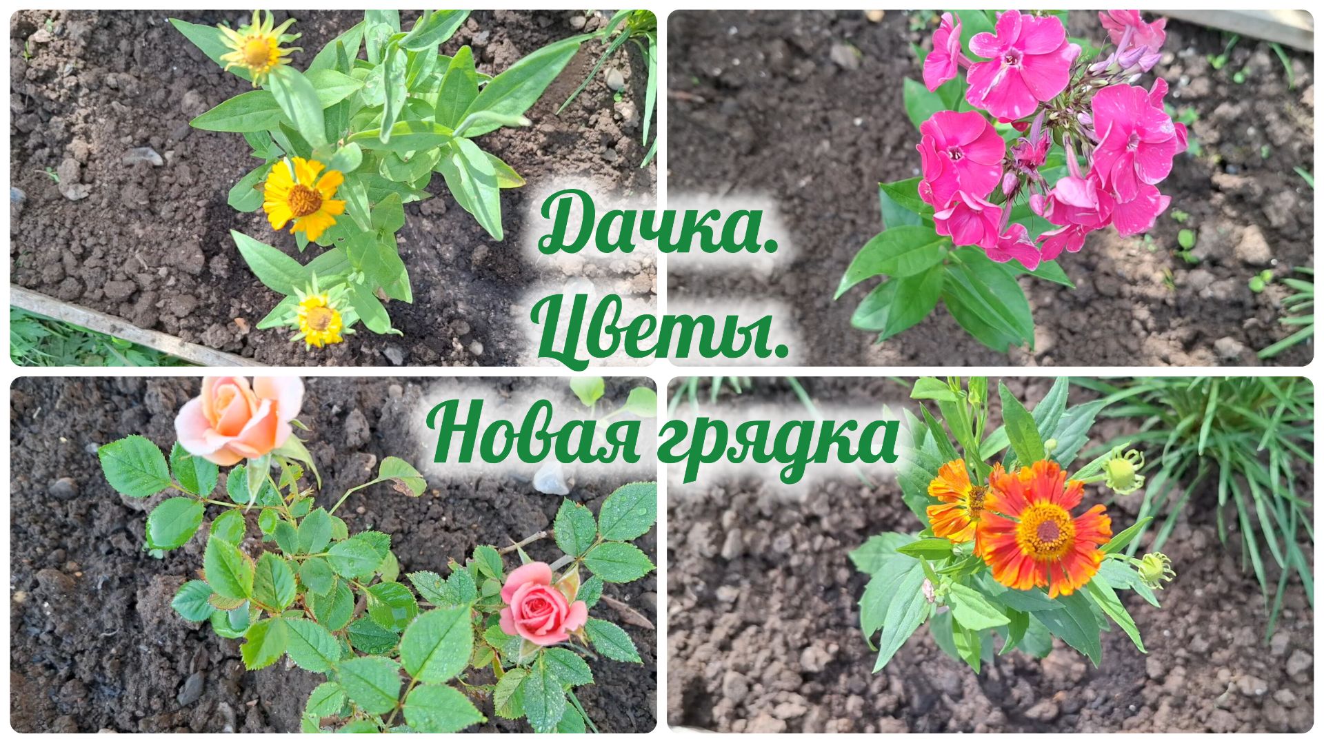 Дачка. Цветы. Новая грядка.