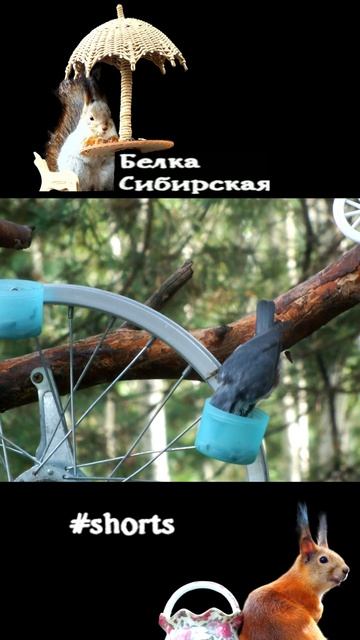 Поползень крут на кормушке карусели