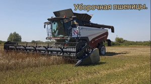 Уборочная пшеницы на комбайнах TORUM 785