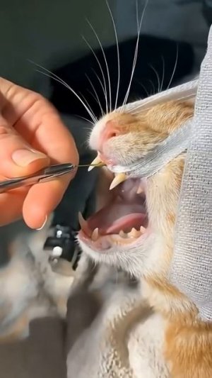 Проблемы с семенами злаковых? 🌾🐾