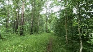 прогулка в лесу серия 35