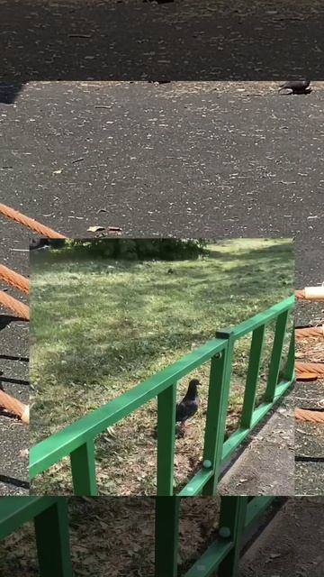 Едит на голубя
