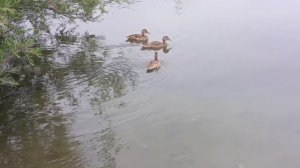 Утиное трио на Новом озере.Кисловодск.