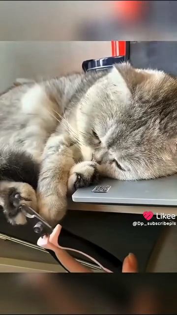 Котам 🐈🐈🐈 подстригают когти!!!